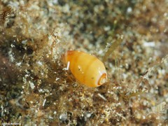 Gibberula secreta