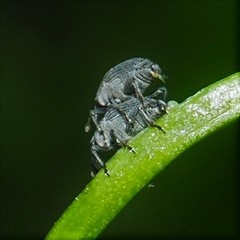 Ceutorhynchus inaffectatus