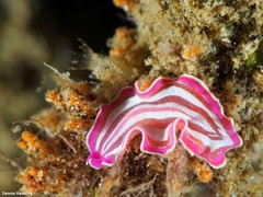 Prostheceraeus roseus