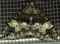 Hydriomena albifasciata