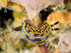 Felimare fontandraui