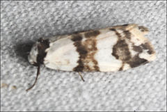 Thallarcha albicollis