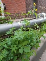 Geum urbanum