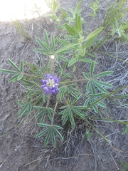 Lupinus pusillus