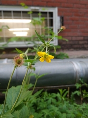 Geum urbanum
