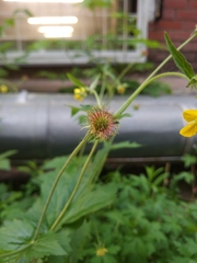 Geum urbanum