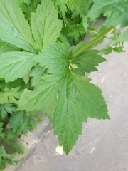Geum urbanum