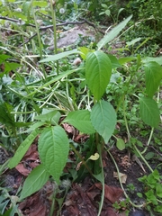 Impatiens parviflora