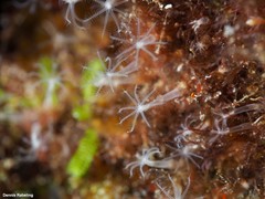Canarya canariensis