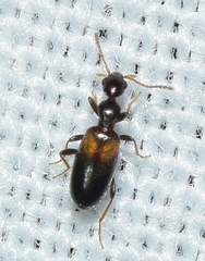 Cyclodinus debilis