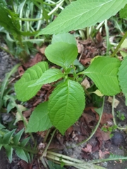 Impatiens parviflora
