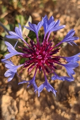 Centaurea depressa