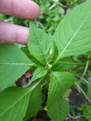 Impatiens parviflora