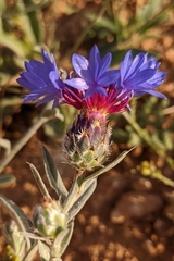Centaurea depressa