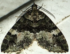 Hydriomena albifasciata