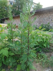 Artemisia vulgaris
