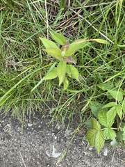 Lysimachia vulgaris