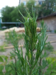 Artemisia vulgaris