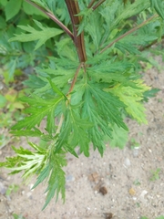 Artemisia vulgaris