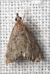 Glaucocharis dilatella