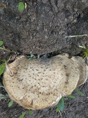 Cerioporus squamosus