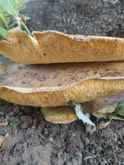 Cerioporus squamosus