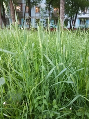 Phleum pratense