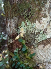 Bulbophyllum conchidioides image