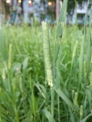 Phleum pratense