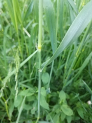 Phleum pratense