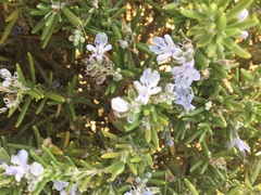 Salvia rosmarinus