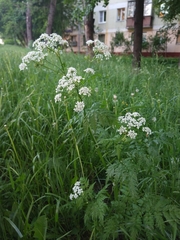 Anthriscus sylvestris