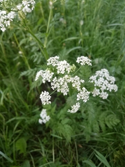 Anthriscus sylvestris