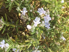 Salvia rosmarinus