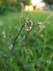 Capsella bursa-pastoris