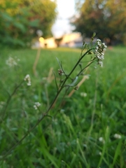 Capsella bursa-pastoris