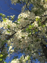 Magnoliopsida