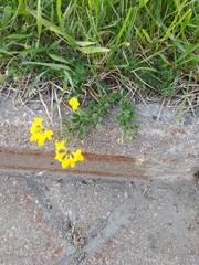 Lotus corniculatus