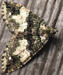 Hydriomena albifasciata