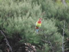 Platycercus eximius eximius