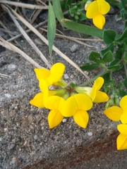 Lotus corniculatus