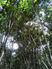 Vaccinium madagascariense