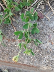 Lotus corniculatus