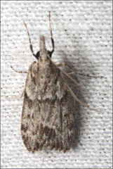 Scoparia syntaracta