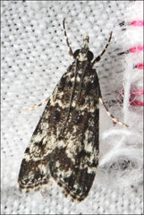 Scoparia syntaracta
