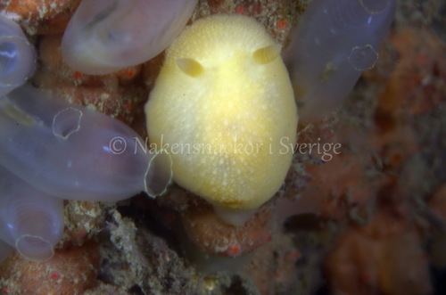 White Atlantic Cadlina