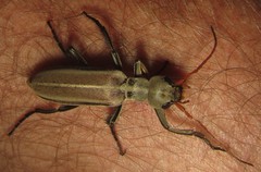 Psalydolytta lorigera