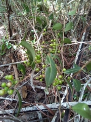 Vaccinium madagascariense