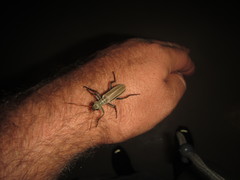 Psalydolytta lorigera