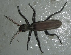 Psalydolytta lorigera